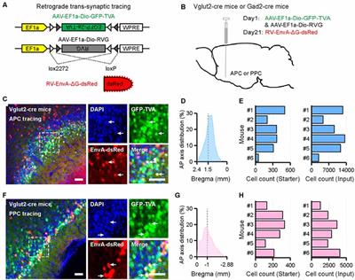 Cell-Type-Specific Whole-Brain Direct Inputs to the Anterior and Posterior Piriform Cortex